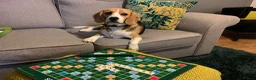 Beagle dogs for sale: ARCHIE THE BEAGLE - REHOME  in Cheltenham - Advert 10