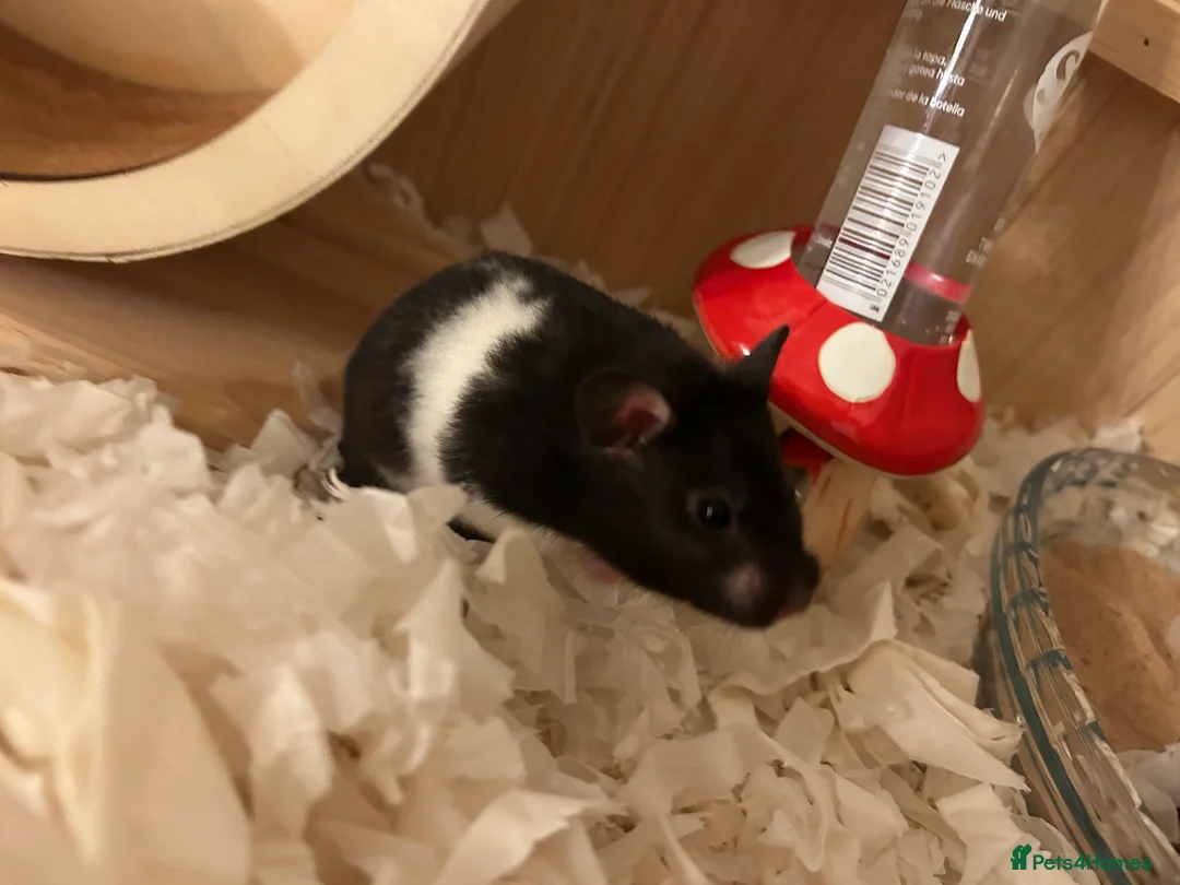 Hamster rodents for sale: Syrian hamster  - Advert 4