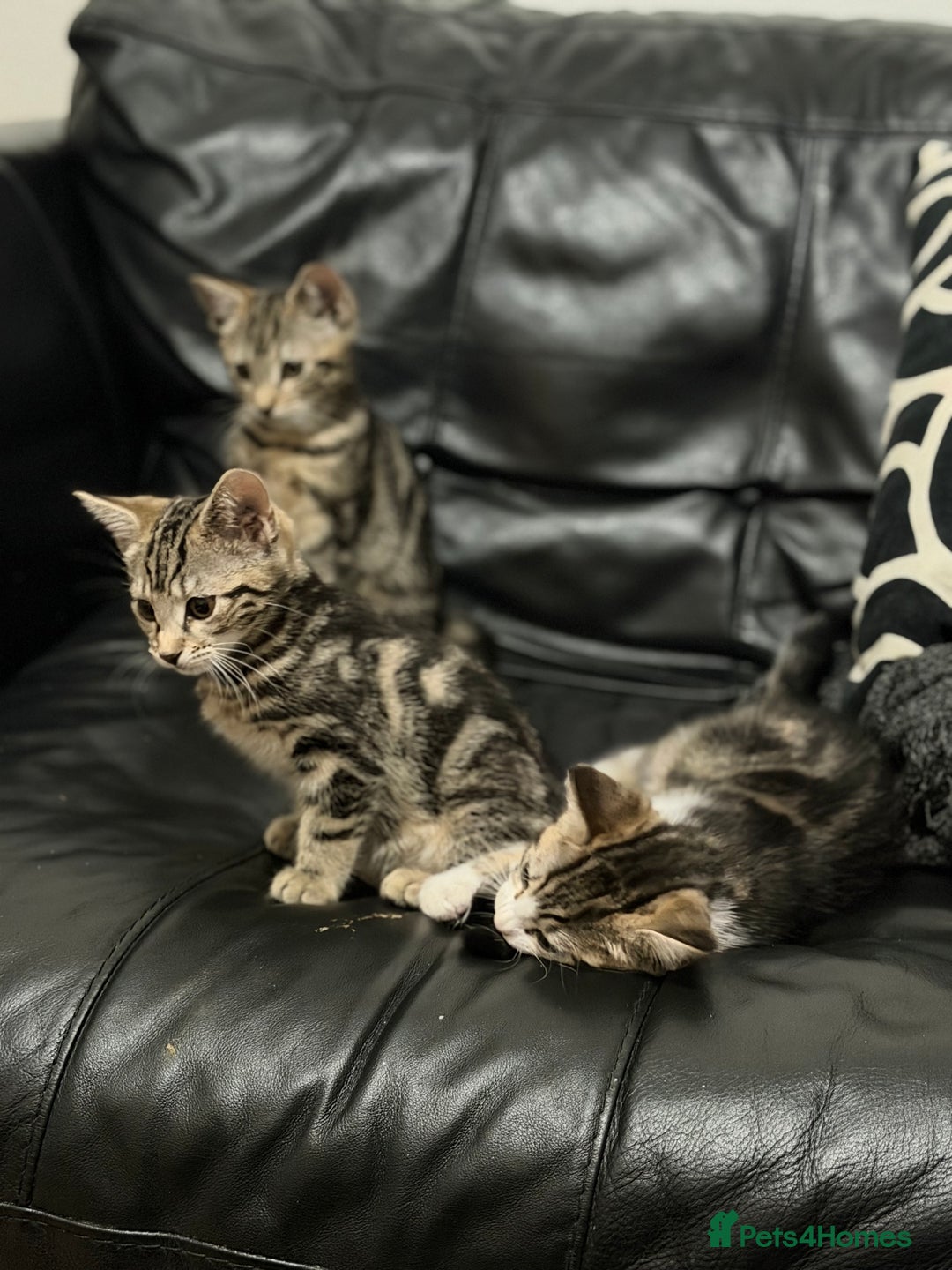 Domestic Shorthair cats for sale: Kittens for sale - Advert 7