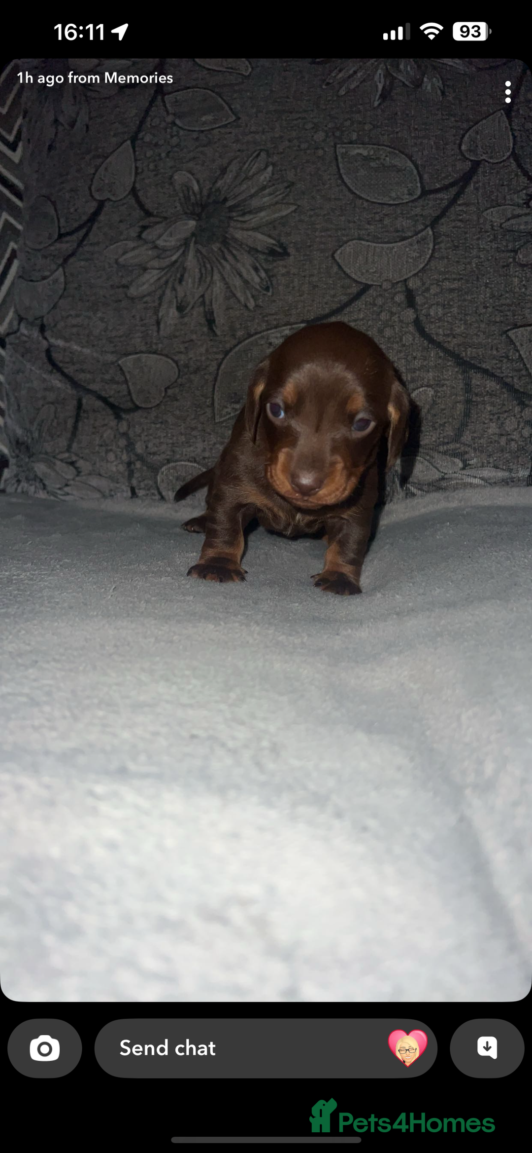 Miniature Dachshund dogs for sale: Mini dauchunds puppies - Advert 16