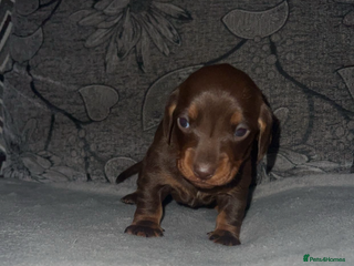 Miniature Dachshund dogs Mini dauchunds puppies - Advert 5