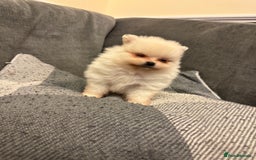 Pomeranian dogs for sale: Gorgeous Pomeranian puppies - Image 15