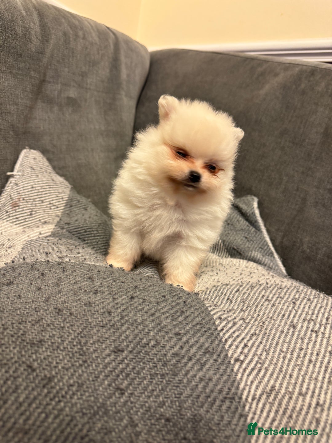 Pomeranian dogs for sale: Gorgeous Pomeranian puppies - Image 15