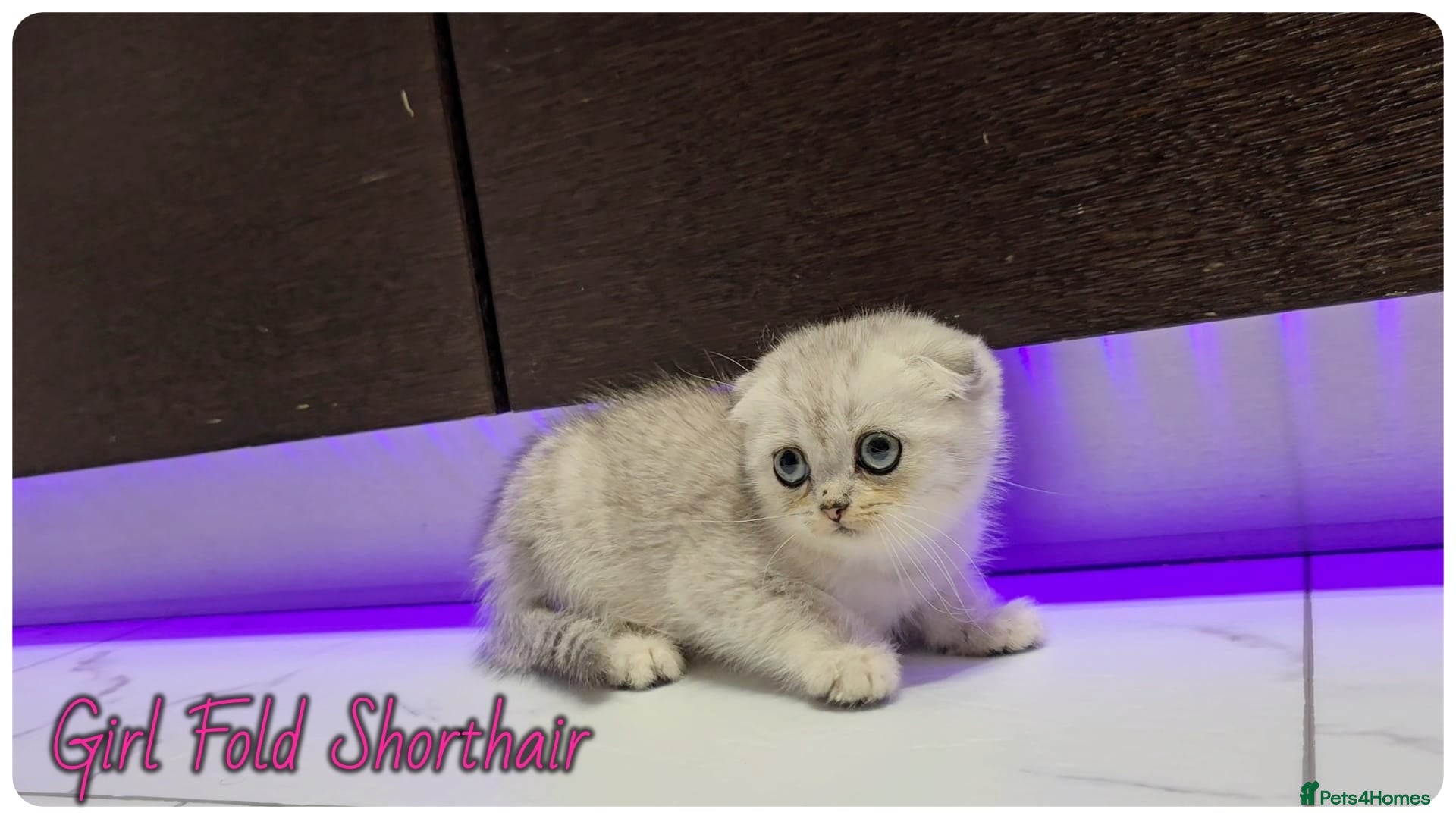 Scottish Fold cats Scotish fold kittens - Advert 18