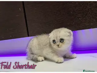 Scottish Fold cats Scotish fold kittens - Advert 1