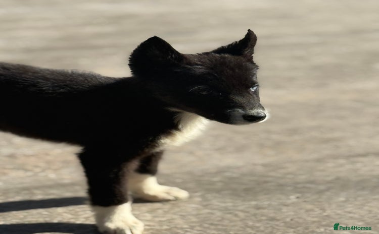Shepsky dogs in Kirkcaldy - Advert 1