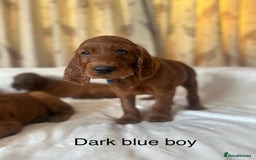 Irish Setter dogs for sale: Irish Setter Puppies 💜 - Image 33