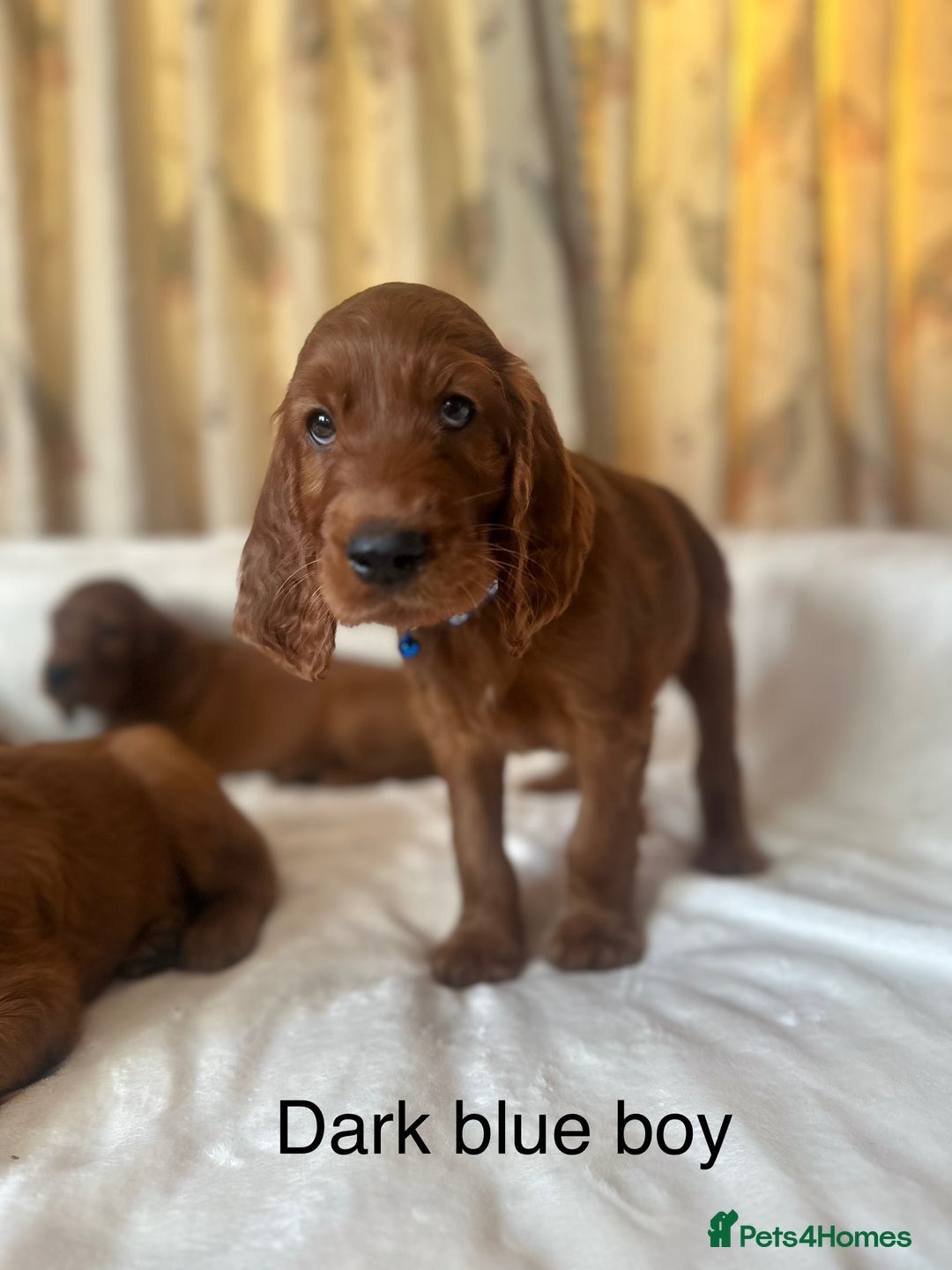 Irish Setter dogs for sale: Irish Setter Puppies 💜 - Image 33