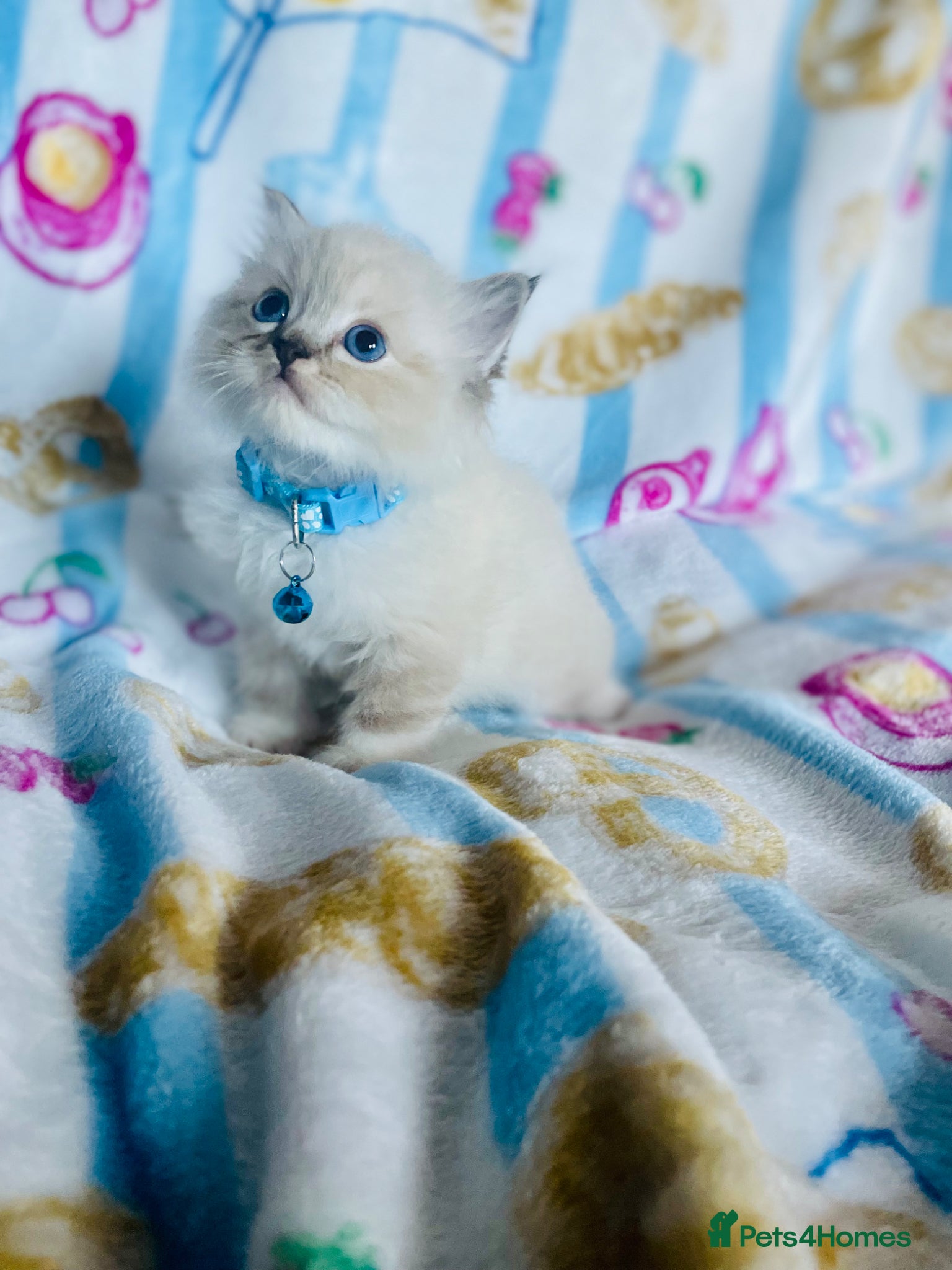 Ragdoll cats for sale: Gorgeous pure-bread ragdolls ( certificates+ docs) - Advert 1