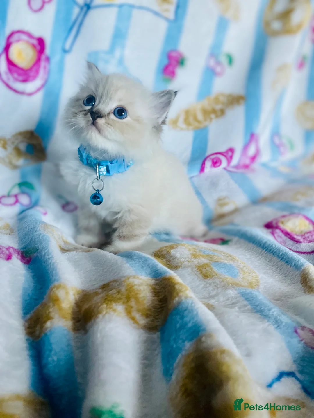 Ragdoll cats for sale: Gorgeous pure-bread ragdolls ( certificates+ docs) - Advert 1