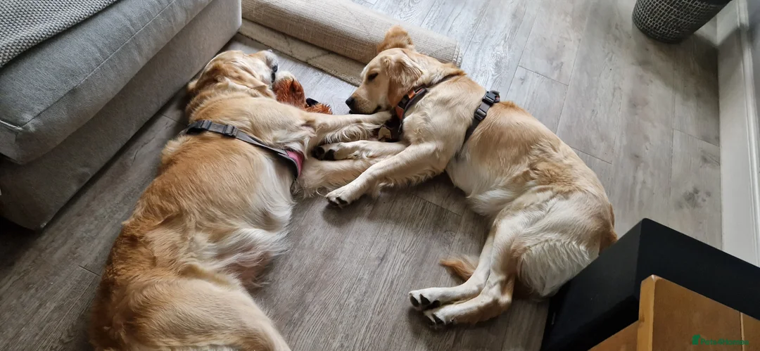 Golden Retriever dogs for sale: Golden Retriever puppies- 3 weeks old - Advert 16