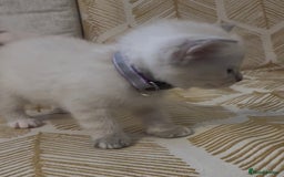 British Shorthair cats for sale: BSH mixed Russian Blue - Image 16
