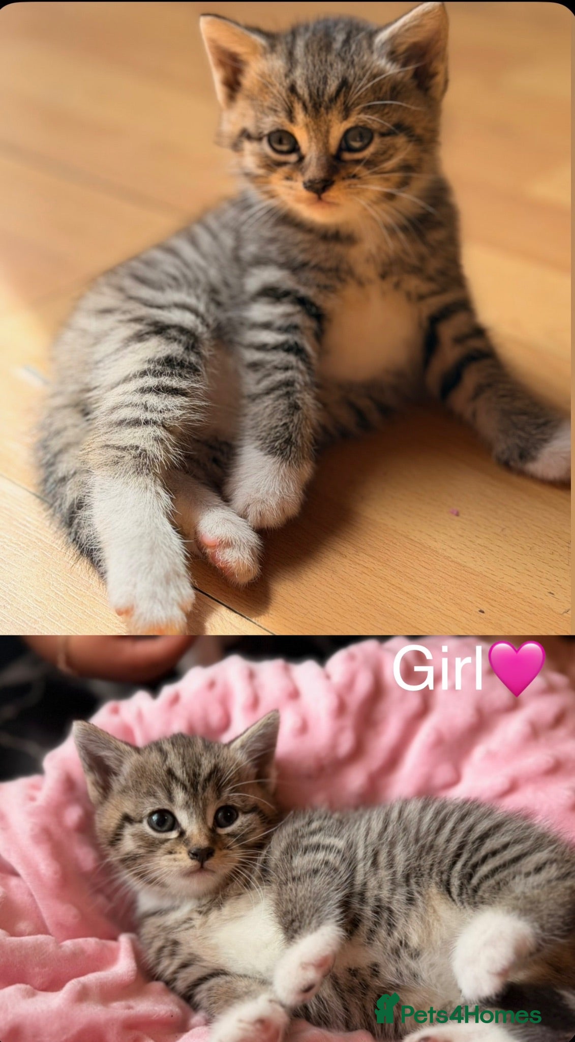 Mixed Breed cats Little kittens for sale 🐈 - Advert 1