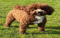 Goldendoodle dogs for sale: Beautiful litter of Goldendoodles  - Image 39