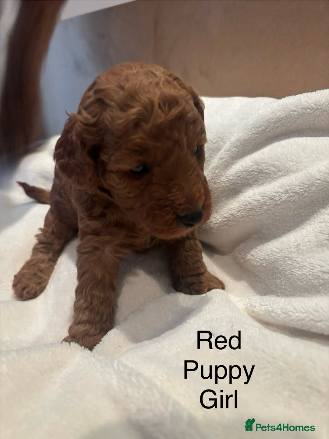 Miniature Poodle dogs for sale: KC Registered red miniature poodles  - Advert 21