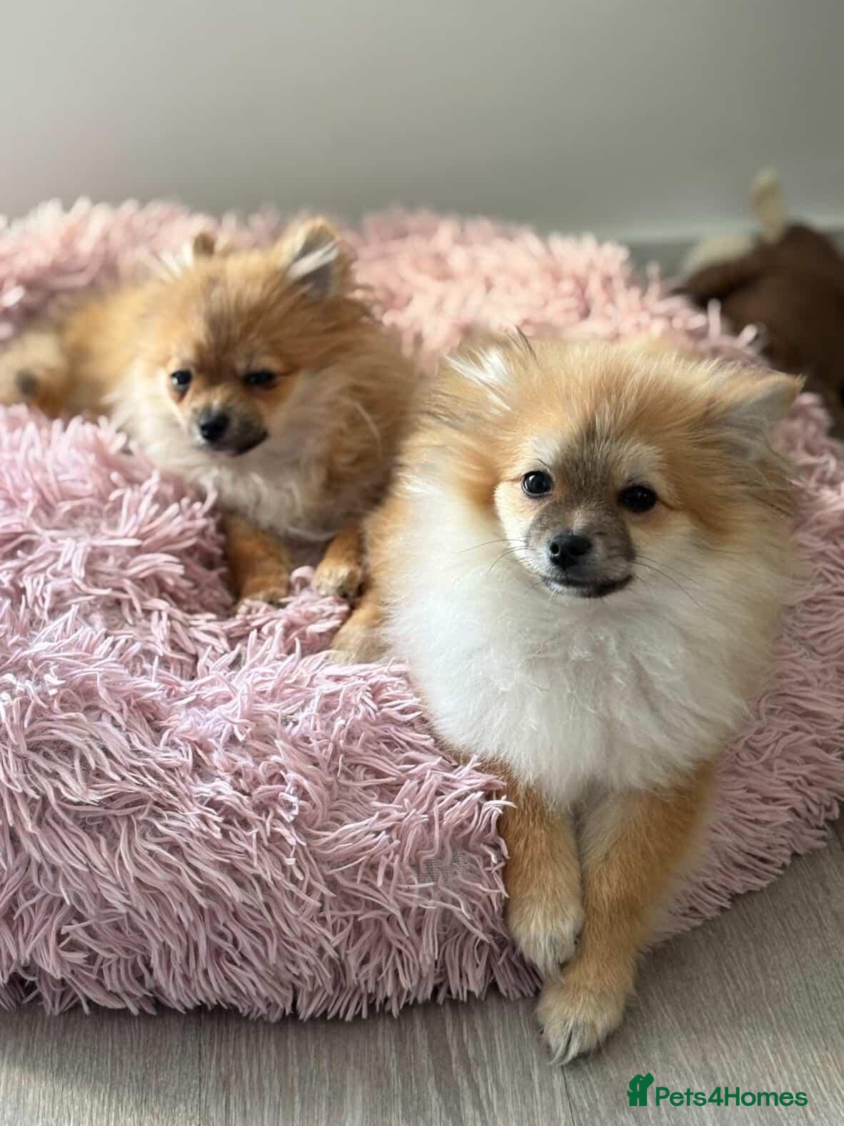 Pomeranian dogs Adorable Pomeranian boy  Available💫Coco - Advert 14