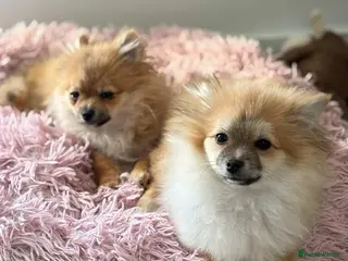 Pomeranian dogs Adorable Pomeranian boy Available💫Coco - Advert 14