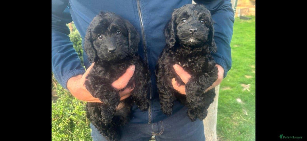 Cockapoo dogs for sale: Cockapoo pups - Image 5