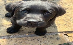 Labrador Retriever dogs for sale: Black Labrador Puppies for sale - Image 2