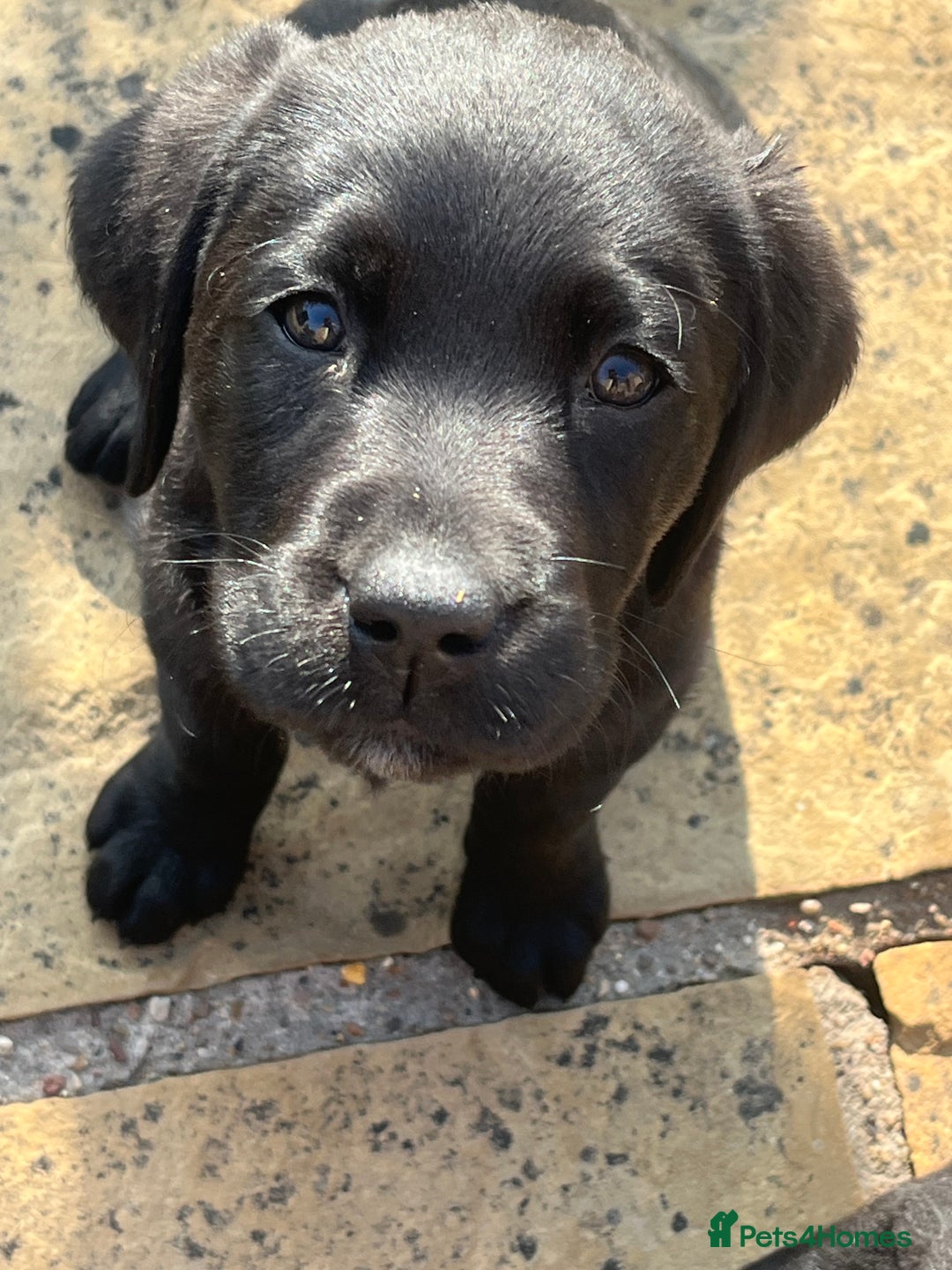 Labrador Retriever dogs for sale: Black Labrador Puppies for sale - Image 2