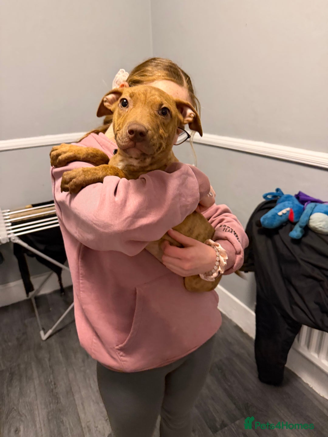 Staffordshire Bull Terrier dogs for sale: Female staff puppy - Advert 4