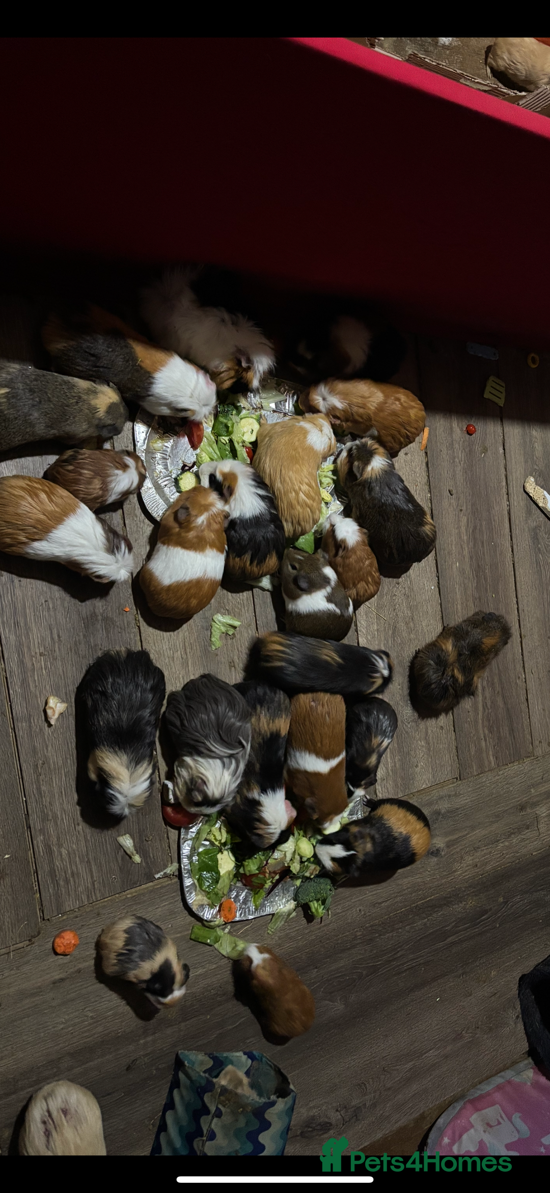 Guinea Pig rodents for sale: Guinea pigs - Advert 8