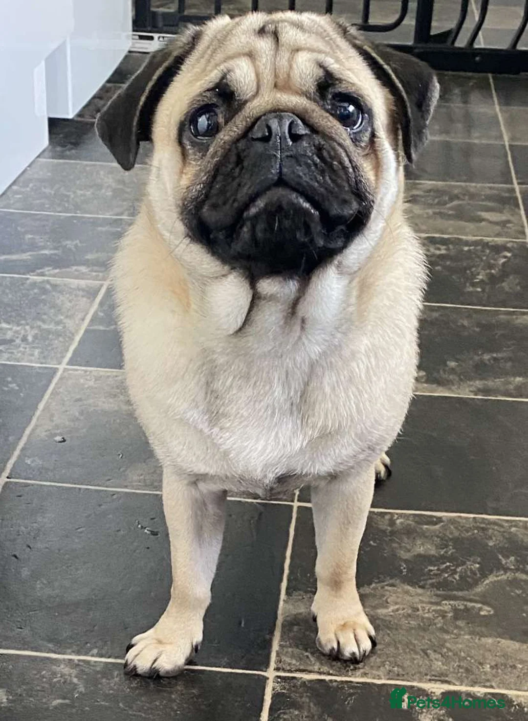 Pug dogs for stud:  Kc reg Stud dog in Waltham Cross - Advert 10