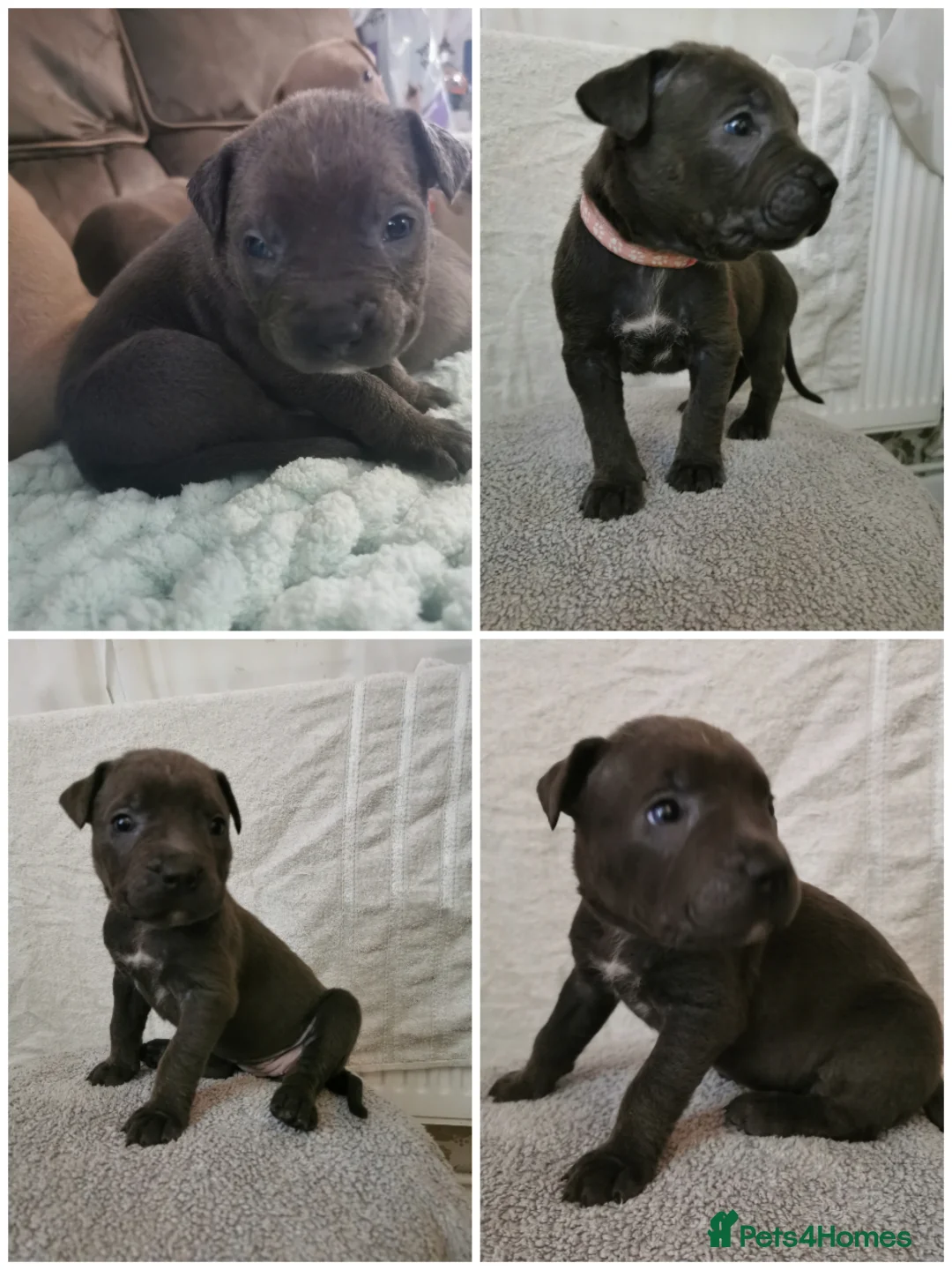 Cane Corso dogs for sale: Cane corso puppies - Advert 19