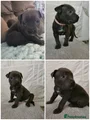 Cane Corso Puppy 10