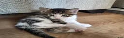 Mixed Breed cats for sale: Stunning bi-colour kittens in Ipswich - Advert 15