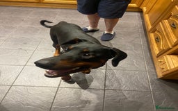 Dobermann dogs for sale: Doberman Male 18 months old  - Image 3
