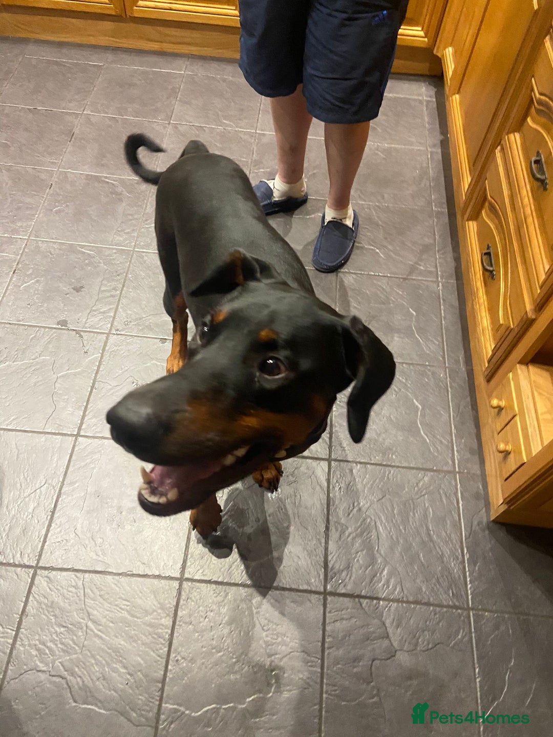 Dobermann dogs for sale: Doberman Male 18 months old  - Image 3