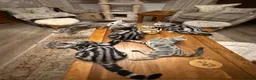 British Shorthair cats for sale: Pedigree Silver tabby British shorthair kittens  - Advert 4