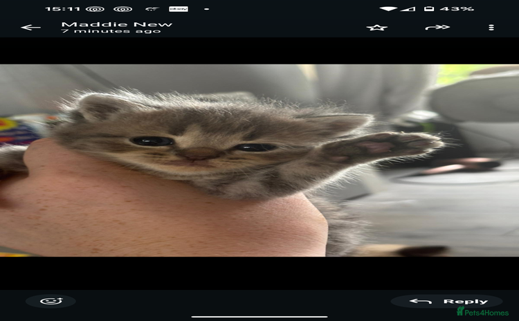 Persian cats - Advert 1