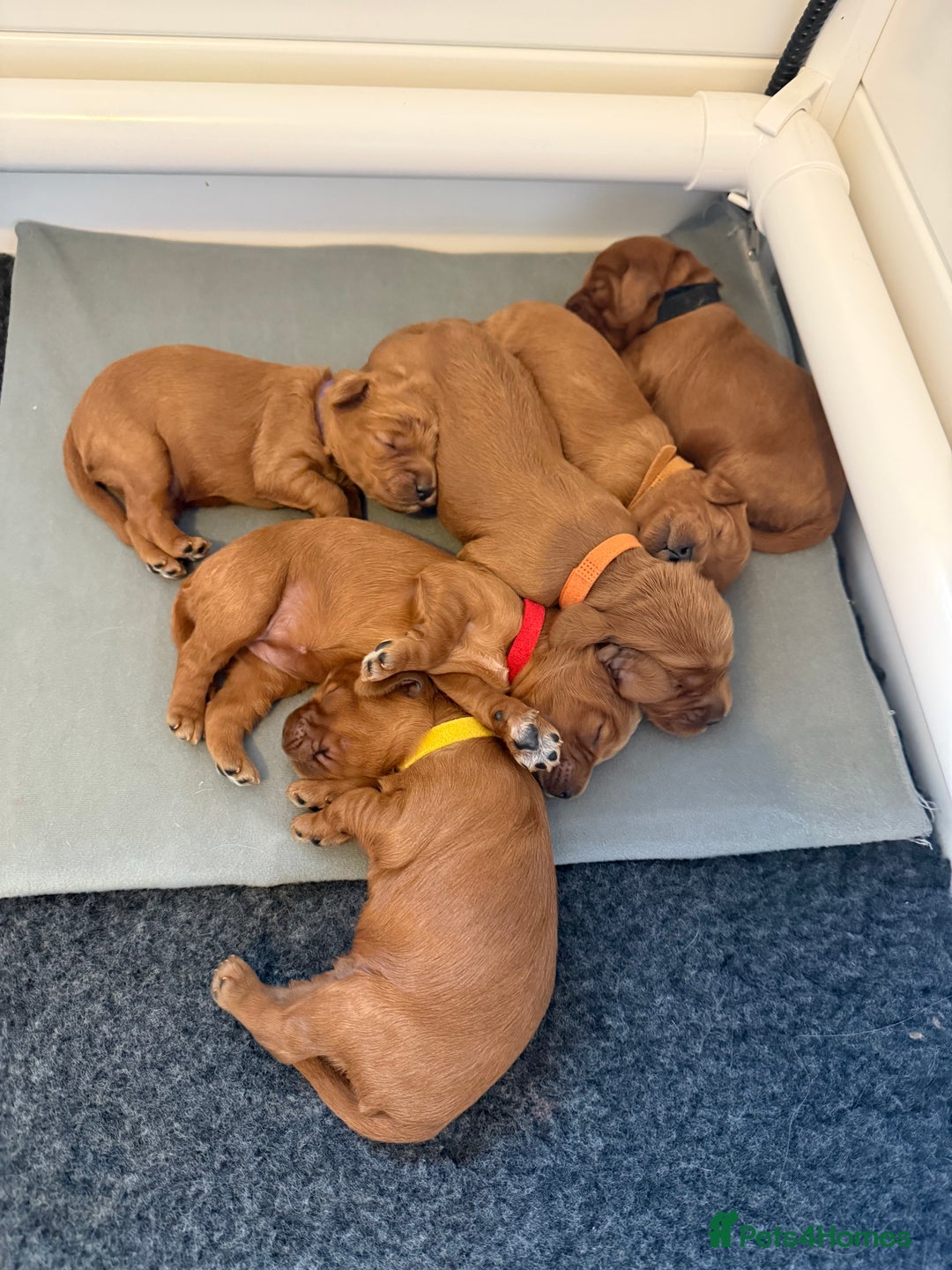 Cockapoo dogs for sale: Health Tested Miniature Cockapoo’s  - Image 4