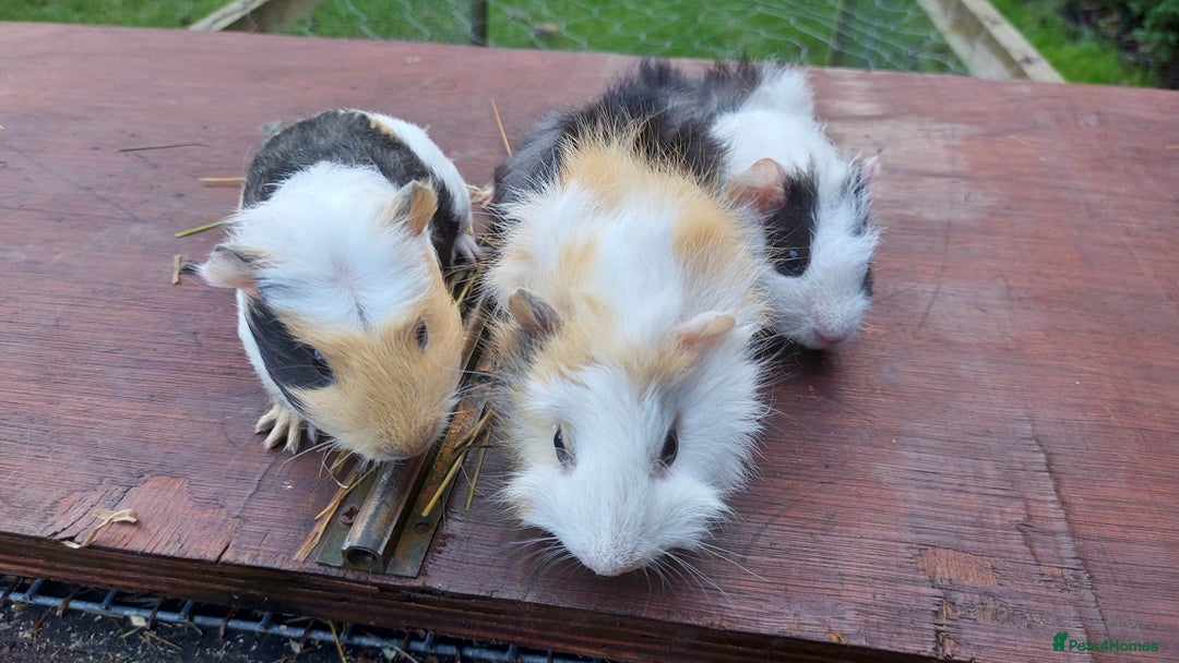 Guinea Pig rodents for sale: Beautiful baby Guinea Pigs - Advert 1