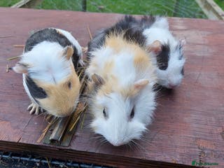 Guinea Pig rodents Beautiful baby Guinea Pigs - Advert 1
