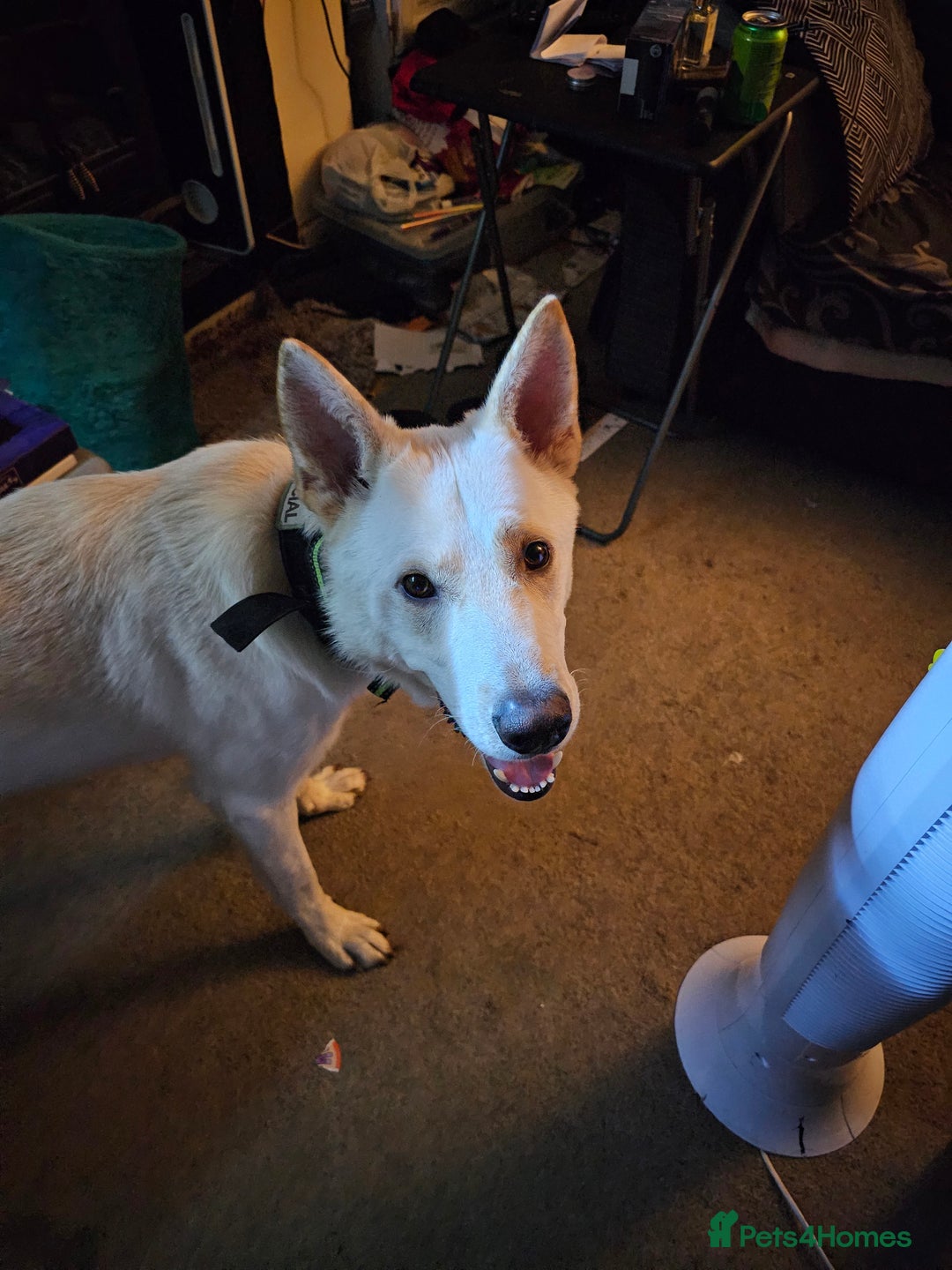 German Shepherd dogs for sale: Ghost 3yr old German Shepherd  - Image 3