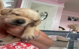 Labrador Retriever dogs for sale: Labrador puppies - Image 1
