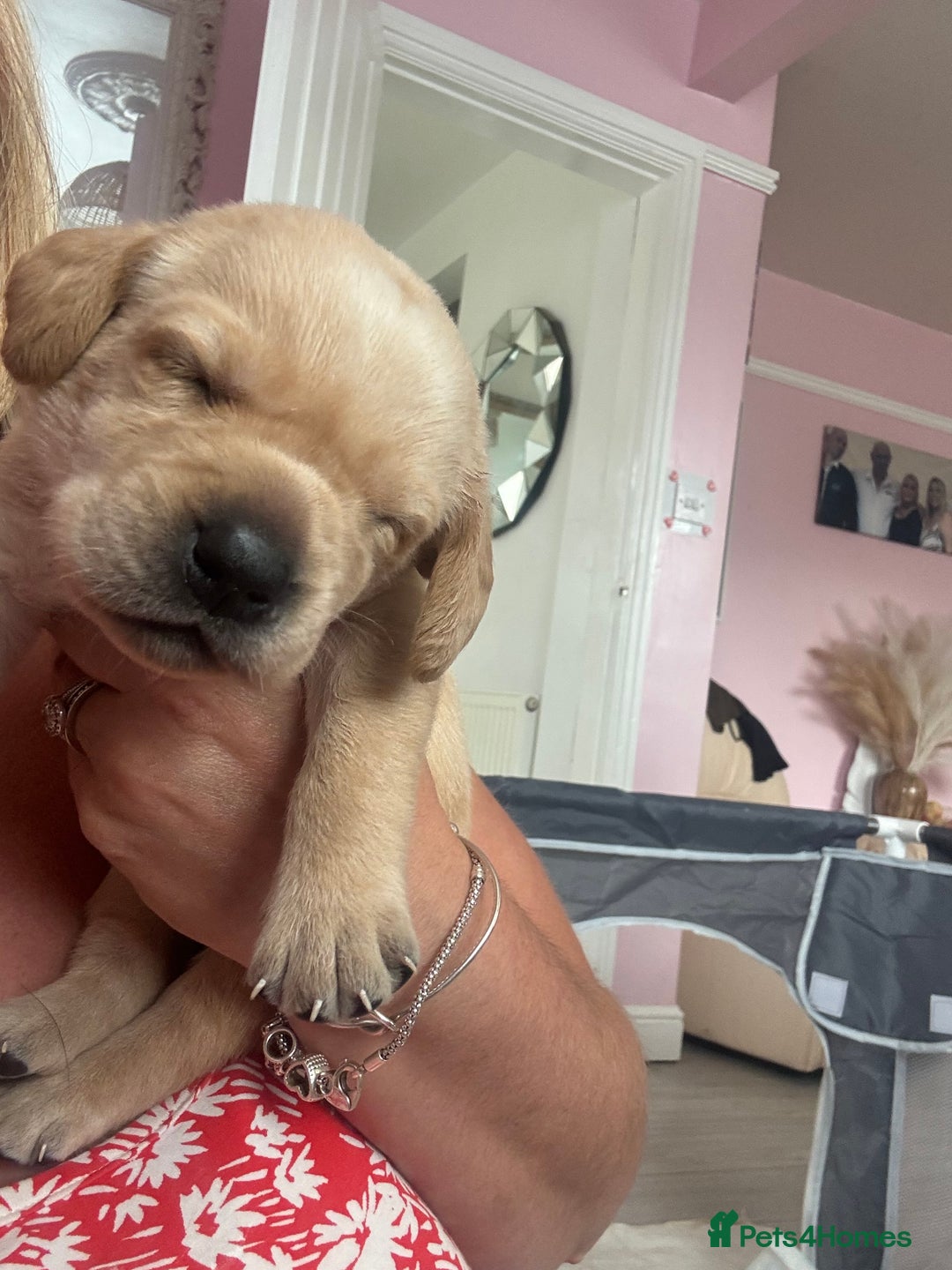Labrador Retriever dogs for sale: Labrador puppies - Image 1
