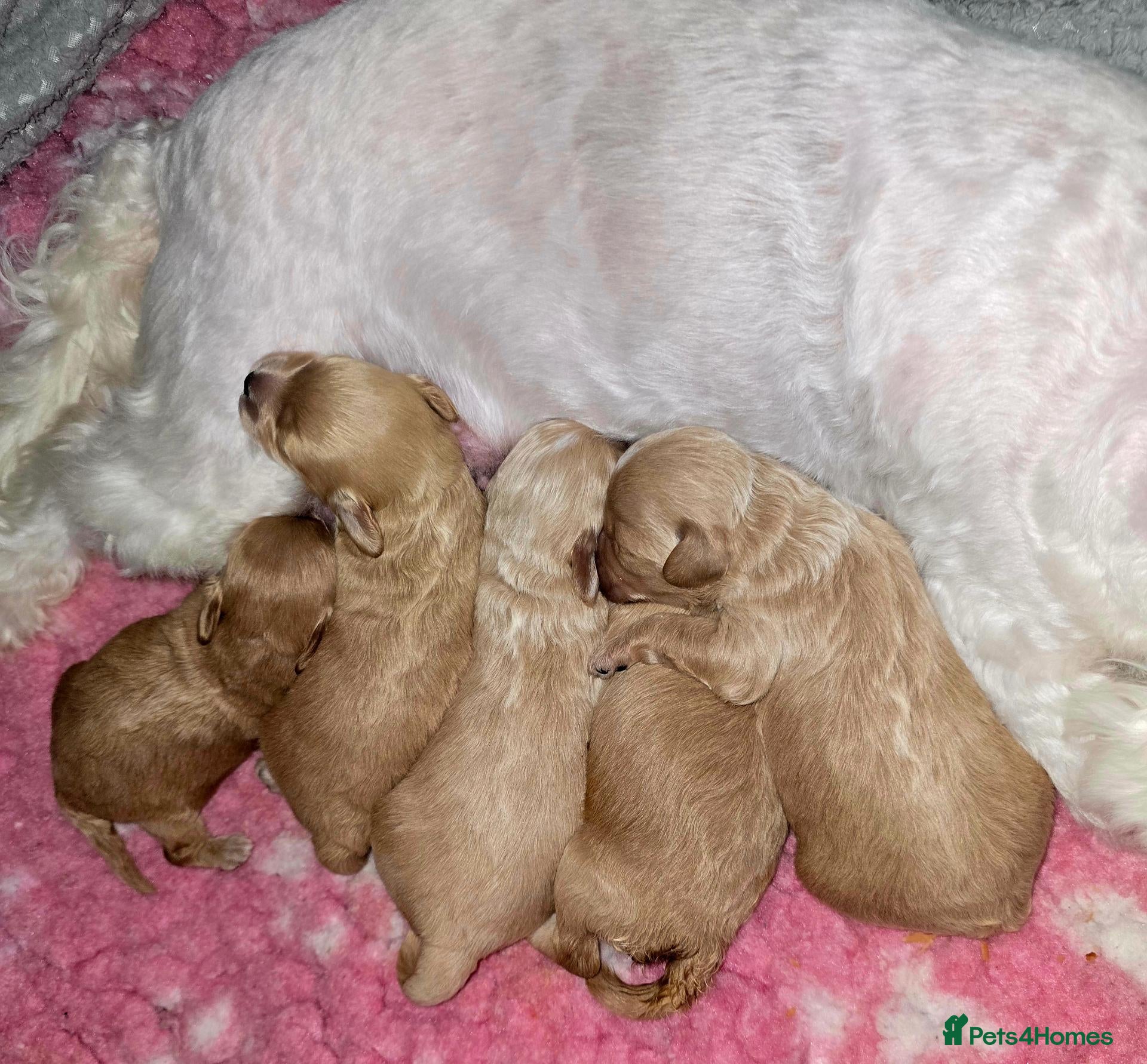 Maltipoo dogs Lovely Maltipoo looking for a forever home. 🏡 💛 - Advert 8
