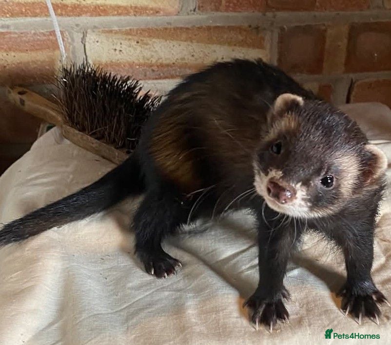 Ferret rodents European polecat x Kits - Advert 1