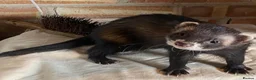 Ferret rodents for sale: European polecat x Kits - Advert 1