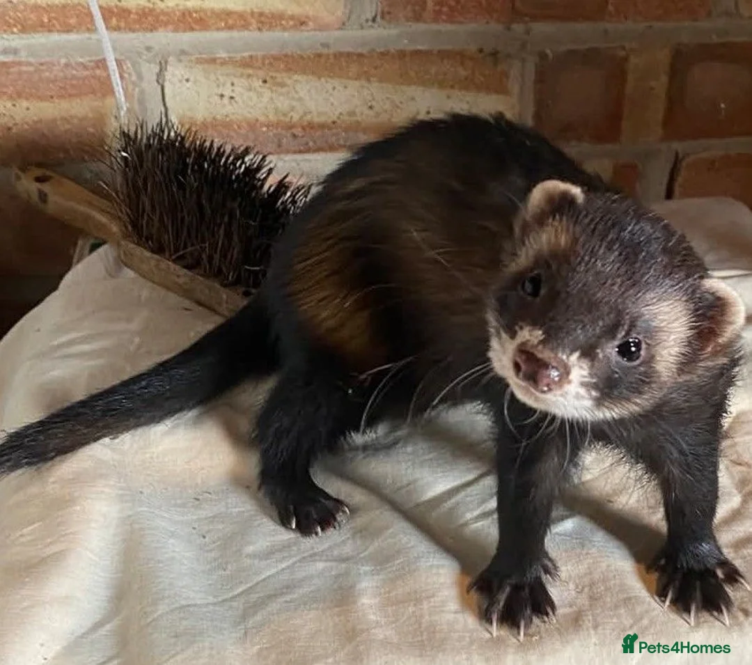 Ferret rodents for sale: European polecat x Kits - Advert 1