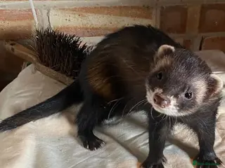 Ferret rodents European polecat x Kits - Advert 1