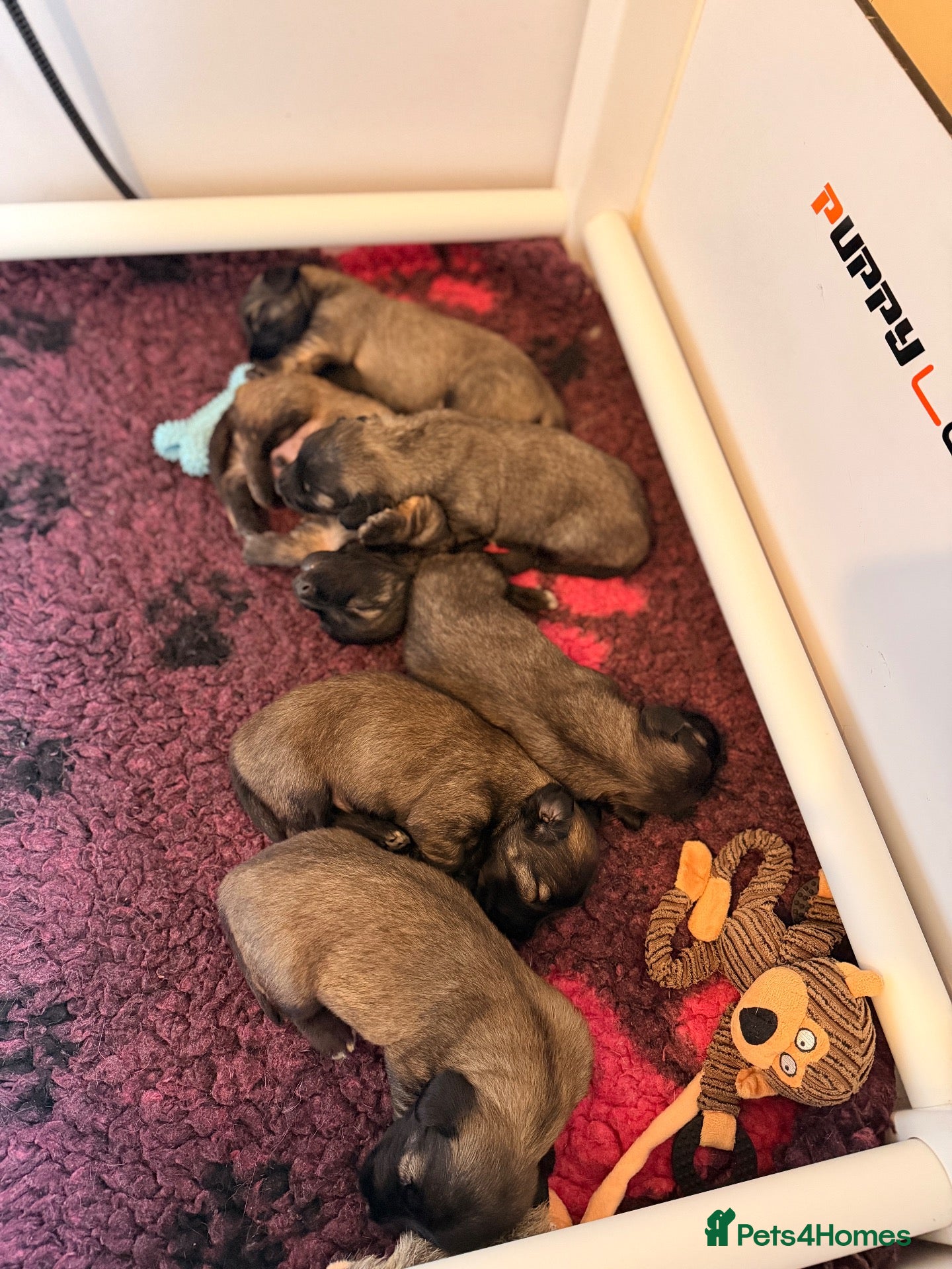 Skye Terrier dogs for sale: KC Reg Skye Terrier Cream puppies  - Advert 2