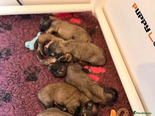 Skye Terrier dogs for sale: KC Reg Skye Terrier Cream puppies - Advert 2