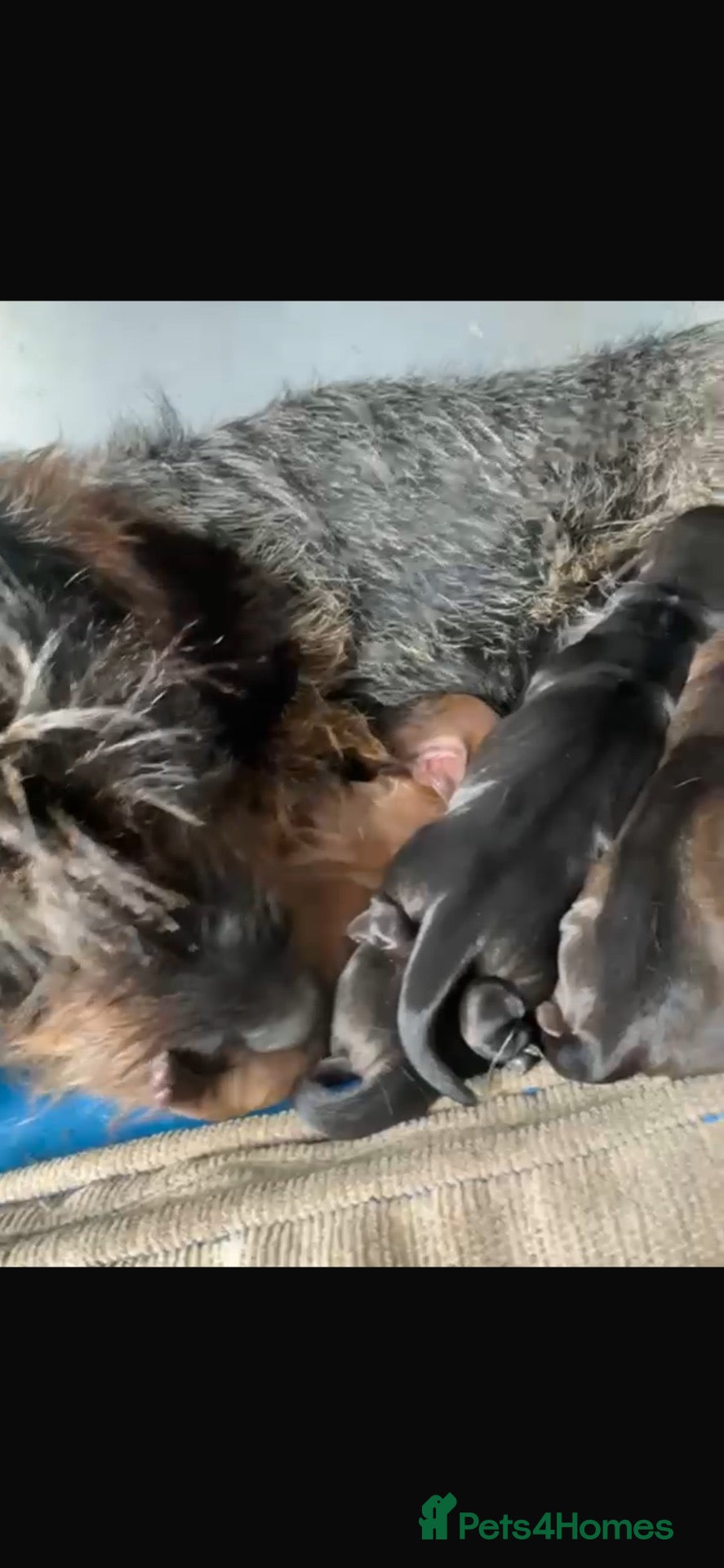 Dachshund dogs Full wire haired teckle pups - Advert 2