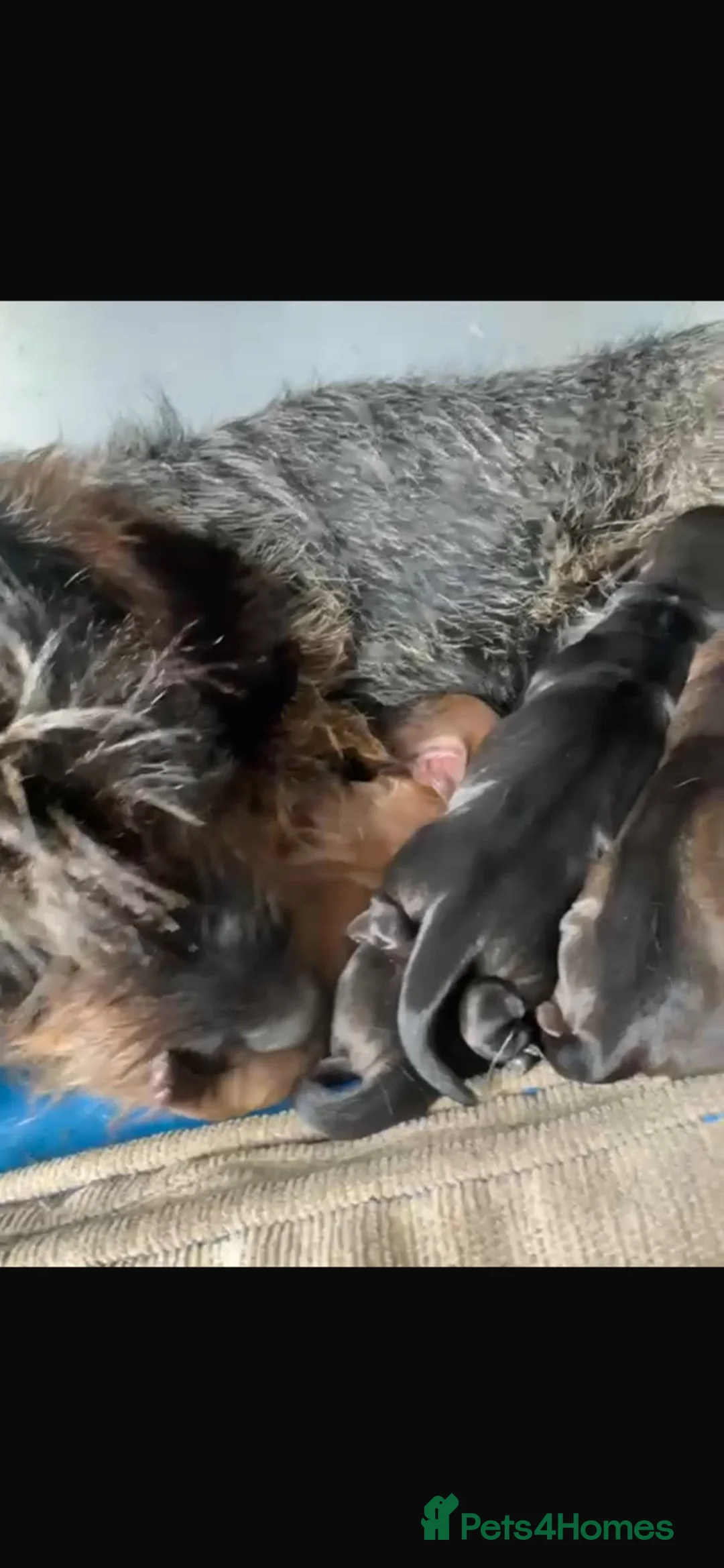 Dachshund dogs for sale: Full wire haired teckle pups - Advert 1