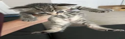Mixed Breed cats for sale: Last girl Silver grey Tabby £85 due to timewaster - Advert 7